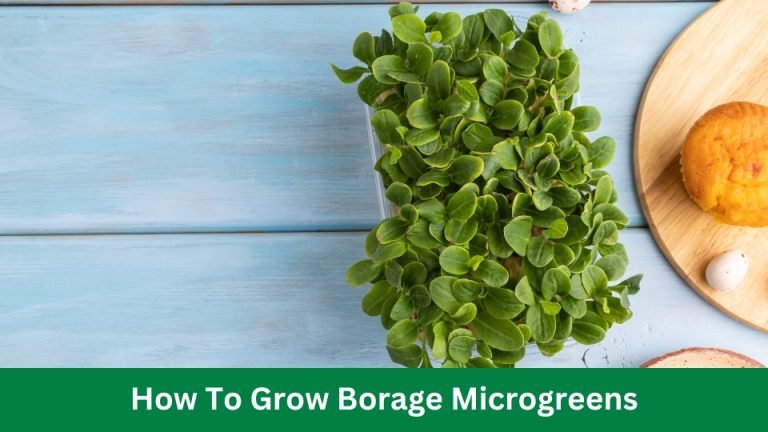 How To Grow Borage Microgreens