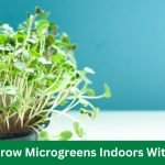 How to Grow Microgreens Indoors Without Soil