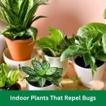 Indoor Plants That Repel Bugs