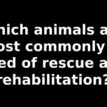 Which animals are most commonly in need of rescue and rehabilitation?