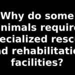Why do some animals require specialized rescue and rehabilitation facilities?