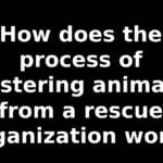 How does the process of fostering animals from a rescue organization work?