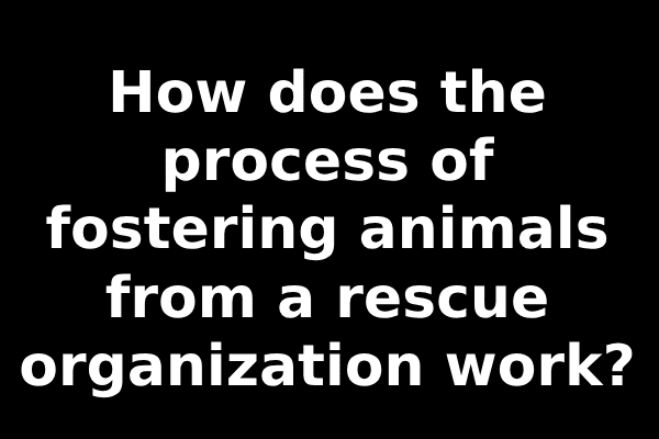 How does the process of fostering animals from a rescue organization work?