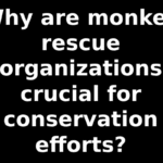 Why are monkey rescue organizations crucial for conservation efforts?