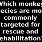 Which monkey species are most commonly targeted for rescue and rehabilitation?