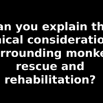 Can you explain the ethical considerations surrounding monkey rescue and rehabilitation?