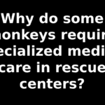 Why do some monkeys require specialized medical care in rescue centers?