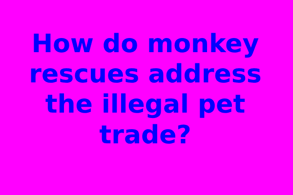 How do monkey rescues address the illegal pet trade?