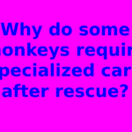 Why do some monkeys require specialized care after rescue?