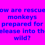 How are rescued monkeys prepared for release into the wild?