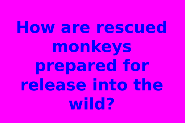 How are rescued monkeys prepared for release into the wild?