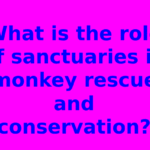 What is the role of sanctuaries in monkey rescue and conservation?