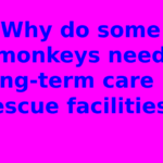 Why do some monkeys need long-term care in rescue facilities?