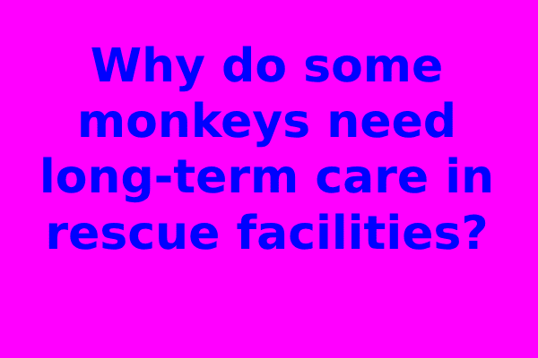 Why do some monkeys need long-term care in rescue facilities?