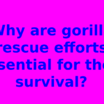 Why are gorilla rescue efforts essential for their survival?