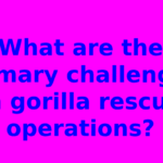 What are the primary challenges in gorilla rescue operations?