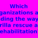 Which organizations are leading the way in gorilla rescue and rehabilitation?