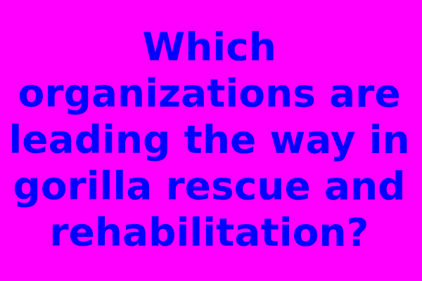 Which organizations are leading the way in gorilla rescue and rehabilitation?