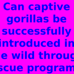 Can captive gorillas be successfully reintroduced into the wild through rescue programs?