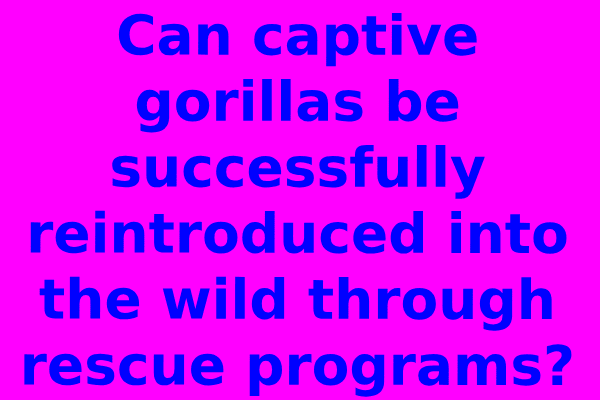 Can captive gorillas be successfully reintroduced into the wild through rescue programs?
