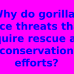 Why do gorillas face threats that require rescue and conservation efforts?