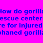 How do gorilla rescue centers care for injured or orphaned gorillas?