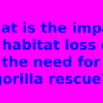What is the impact of habitat loss on the need for gorilla rescue?