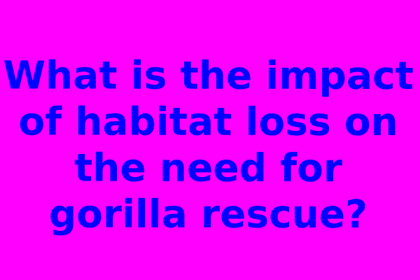 What is the impact of habitat loss on the need for gorilla rescue?