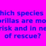 Which species of gorillas are most at risk and in need of rescue?