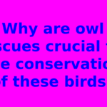 Why are owl rescues crucial for the conservation of these birds?