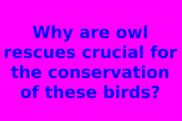 Why are owl rescues crucial for the conservation of these birds?