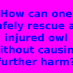 How can one safely rescue an injured owl without causing further harm?