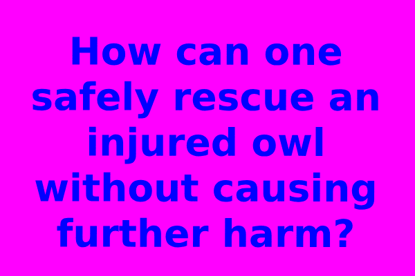 How can one safely rescue an injured owl without causing further harm?