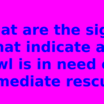 What are the signs that indicate an owl is in need of immediate rescue?