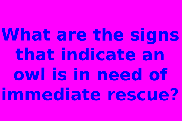 What are the signs that indicate an owl is in need of immediate rescue?