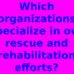 Which organizations specialize in owl rescue and rehabilitation efforts?