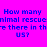 How many animal rescues are there in the US?