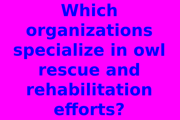 Which organizations specialize in owl rescue and rehabilitation efforts?