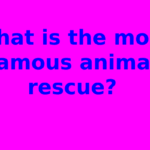 What is the most famous animal rescue?