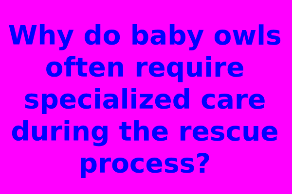 Why do baby owls often require specialized care during the rescue process?