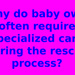 Why do baby owls often require specialized care during the rescue process?