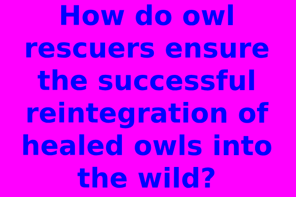 How do owl rescuers ensure the successful reintegration of healed owls into the wild?