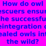 How do owl rescuers ensure the successful reintegration of healed owls into the wild?