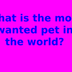 What is the most wanted pet in the world?
