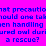 What precautions should one take when handling an injured owl during a rescue?