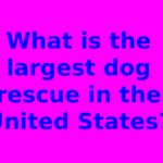 What is the largest dog rescue in the United States?