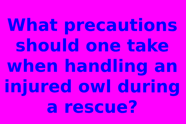What precautions should one take when handling an injured owl during a rescue?