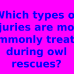 Which types of injuries are most commonly treated during owl rescues?
