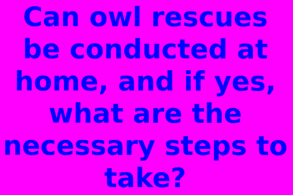 Can owl rescues be conducted at home, and if yes, what are the necessary steps to take?