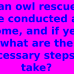 Can owl rescues be conducted at home, and if yes, what are the necessary steps to take?